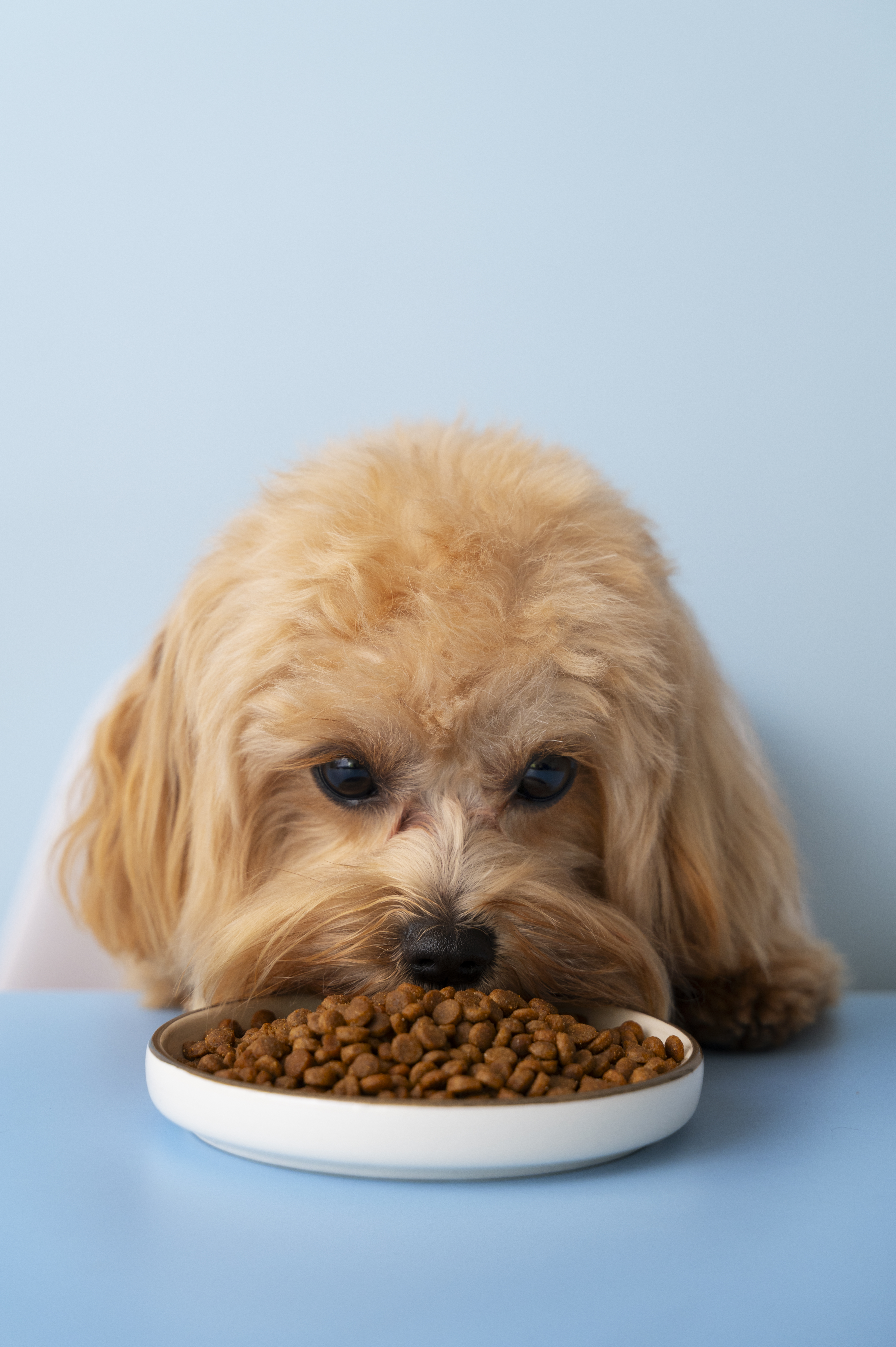 cute-dog-eating-well
