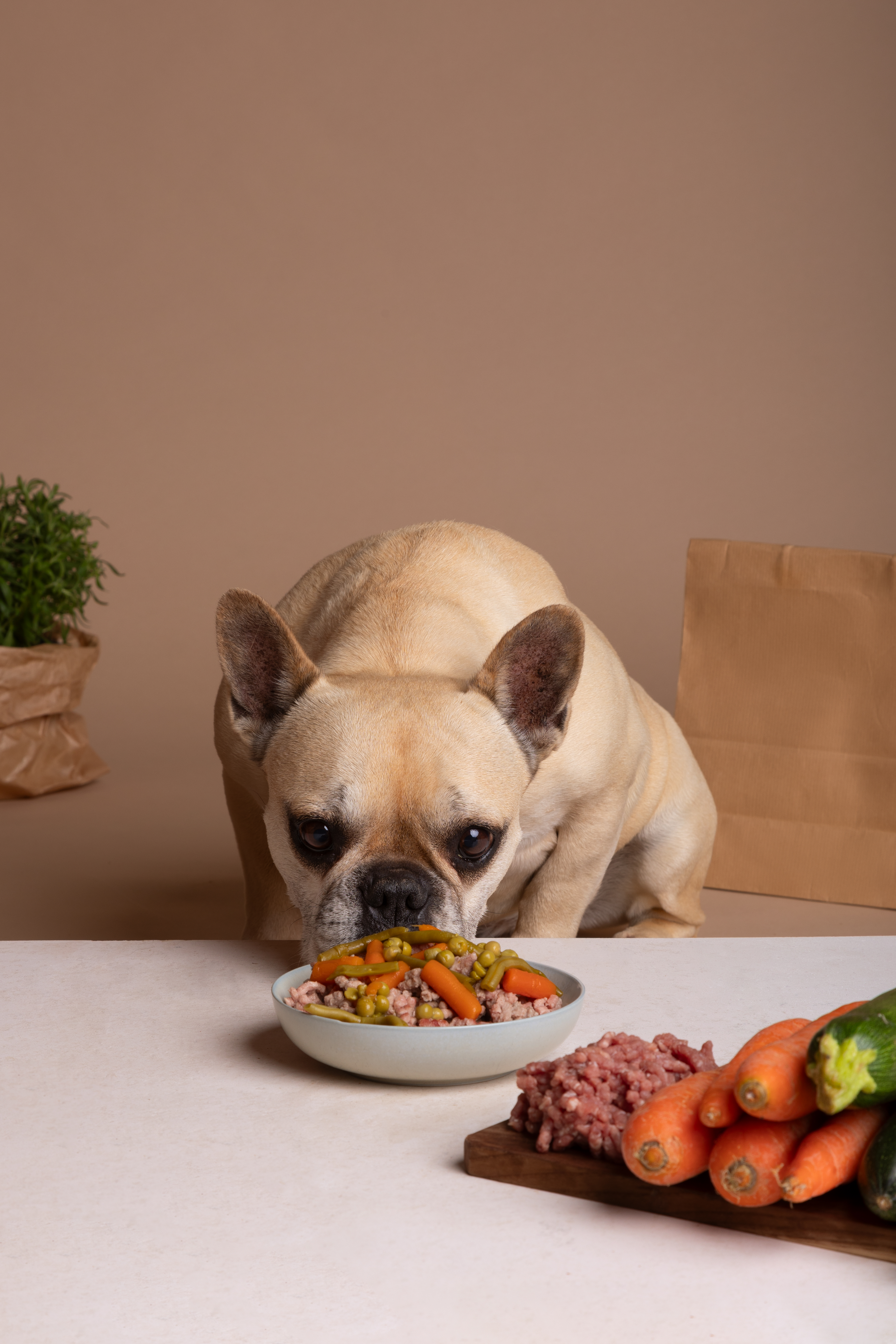dog-eating-delicious-food